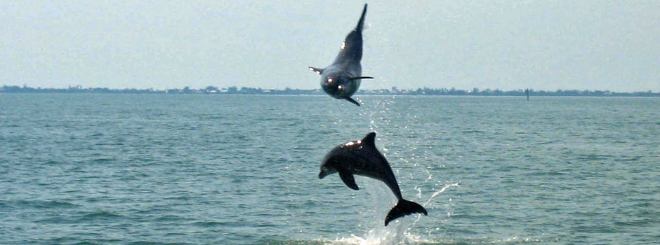 Dolphins-Charlotte-Harbor